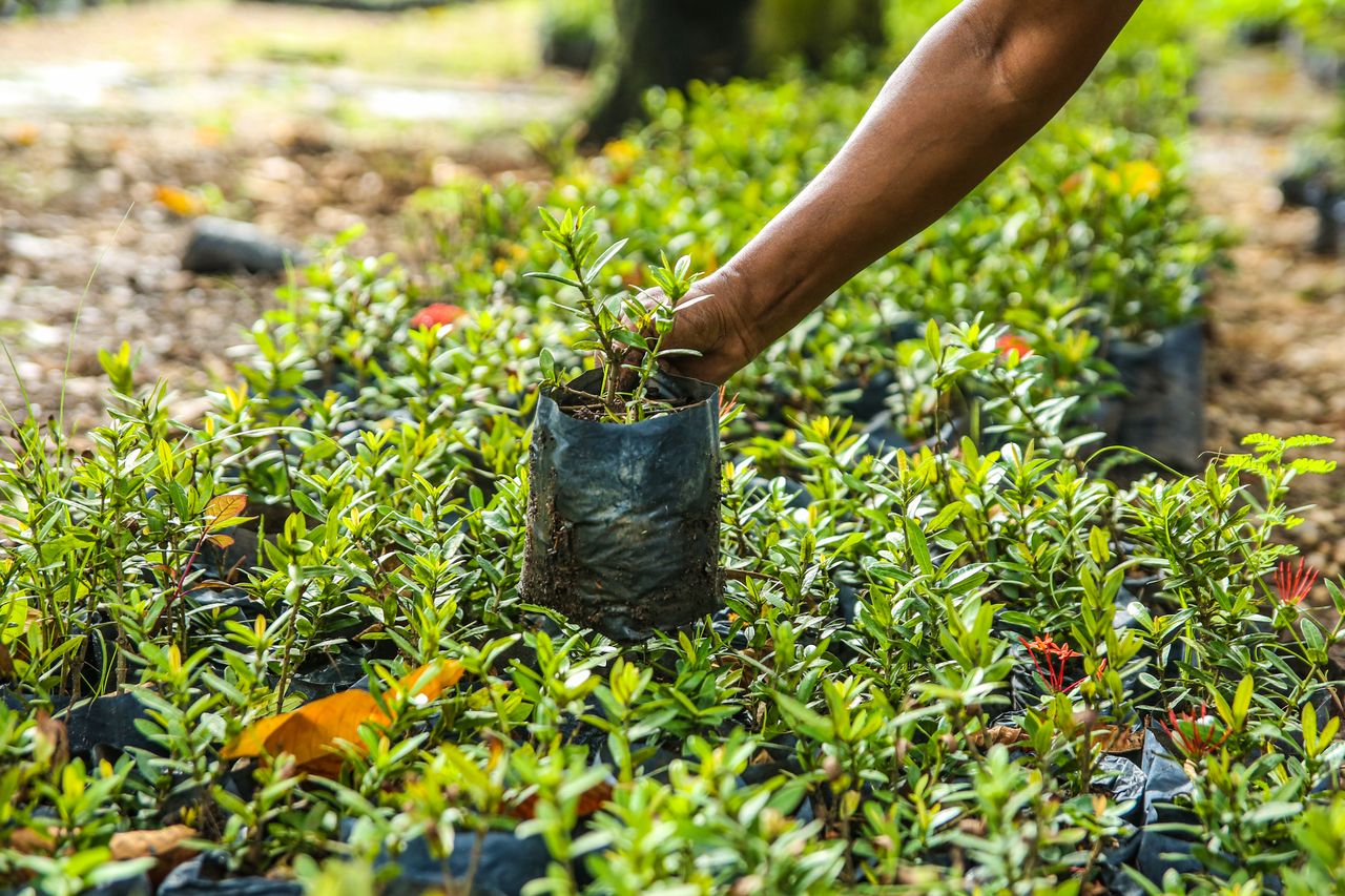 Afforestation & Tree Planting Campaigns